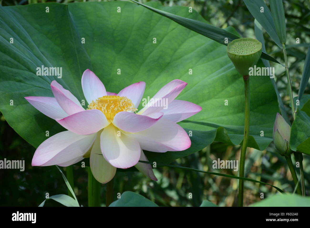 Aperto recentemente fiore di loto accanto a un pod e la sua propria pagina Foto Stock
