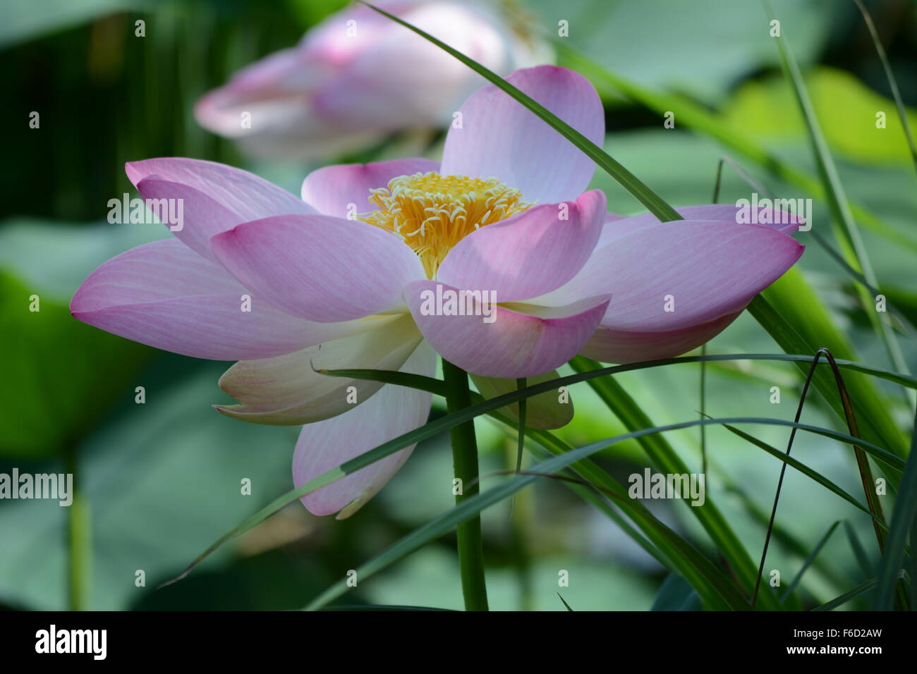 Aperto recentemente fiore di loto withe reeves sullo sfondo di foglie Foto Stock