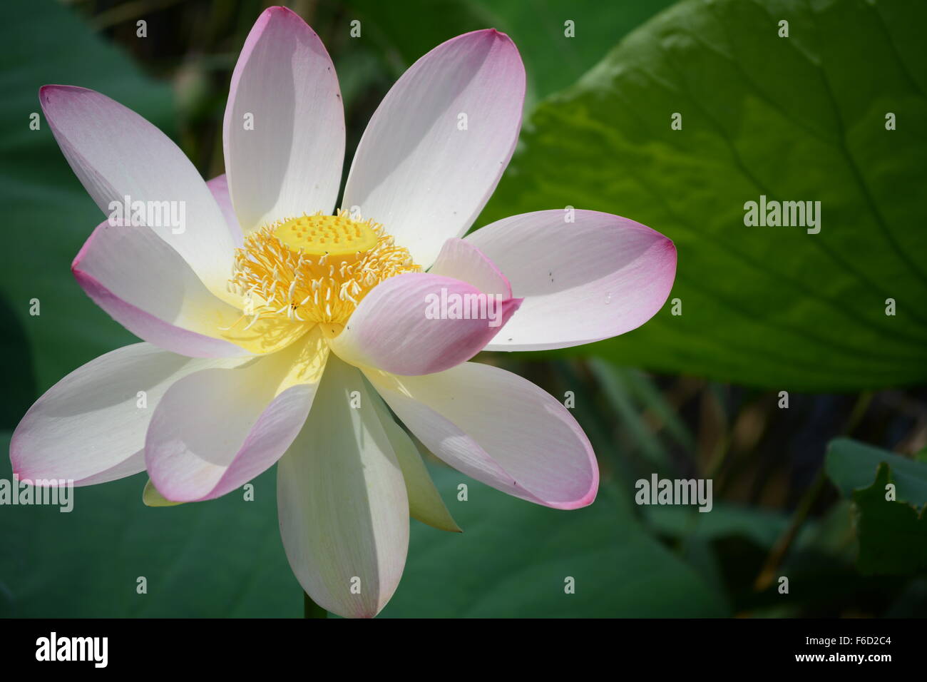 Aperto recentemente fiore di loto sullo sfondo di foglie Foto Stock