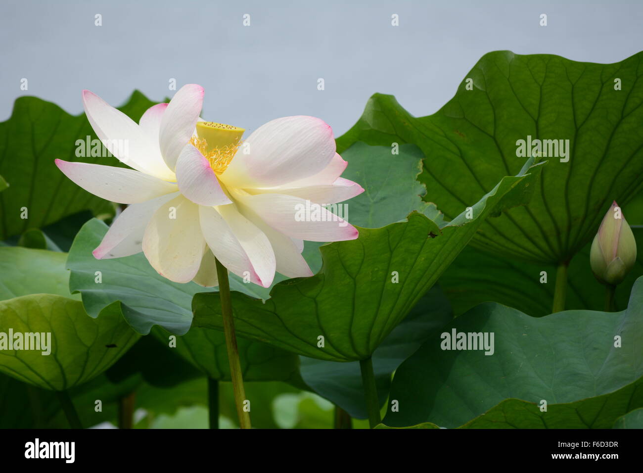 Aperto recentemente fiore di loto accanto a una gemma su sfondo di foglie Foto Stock