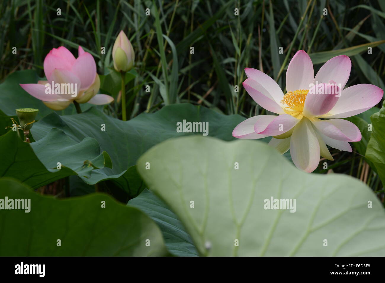 Aperto recentemente fiore di loto con un nuovo fiore e un fiore in erba sullo sfondo di foglie Foto Stock