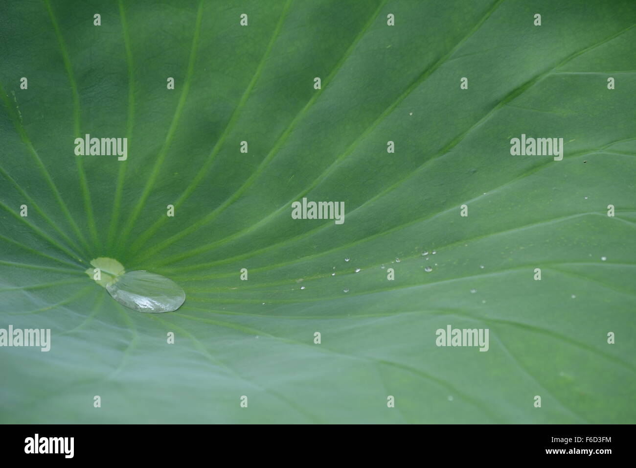 Lotus leaf con piscina di acqua dal primo mattino pioggia Foto Stock