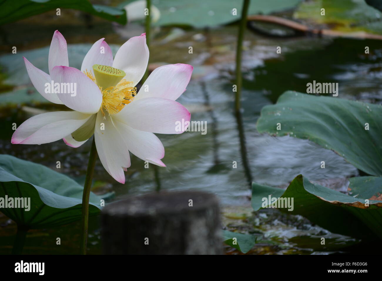 Aperto recentemente fiore di loto sullo sfondo di foglie Foto Stock