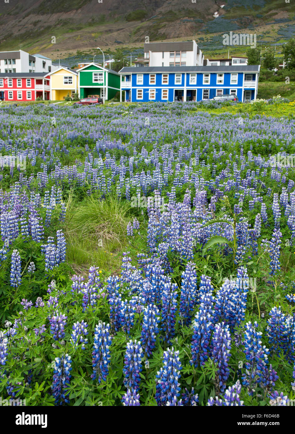 Siglufjörður Affitto town, Islanda Foto Stock