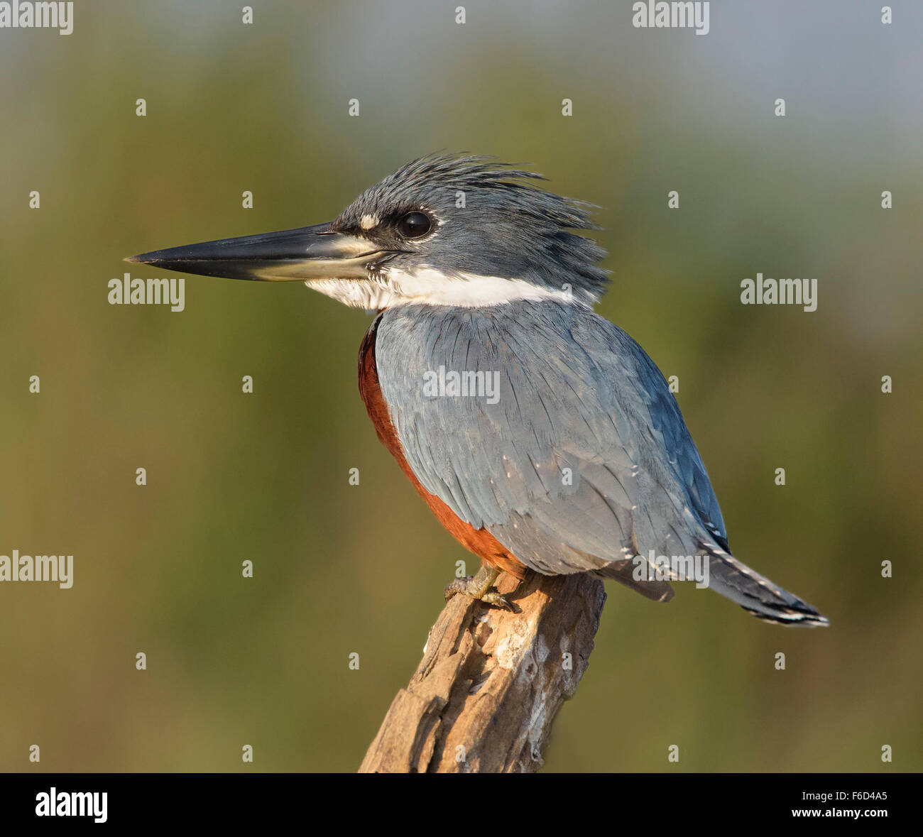 Di inanellare Kingfisher (Megaceryle torquata) arroccato ritratto Foto Stock