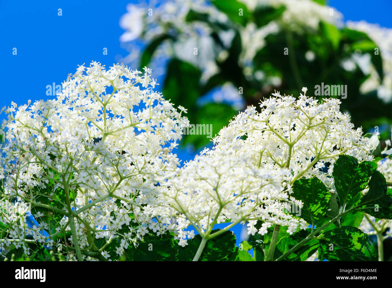 Bianco fiori di sambuco su albero Foto Stock