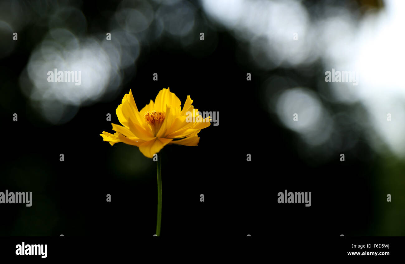 Girasole con bokeh (blur/haze) effetto sullo sfondo. Foto Stock