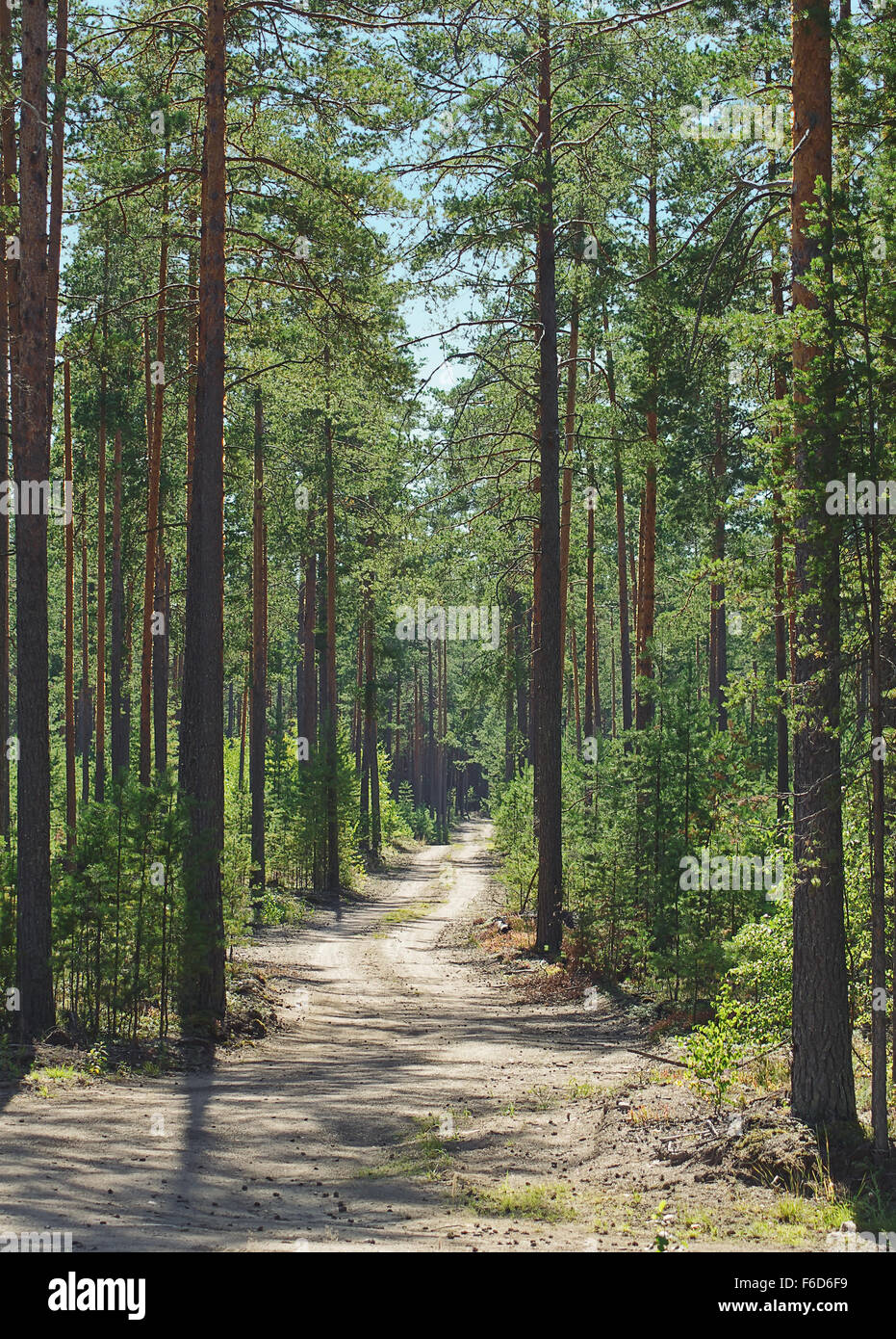 Percorso nel bosco di pini su una soleggiata giornata estiva. Foto Stock