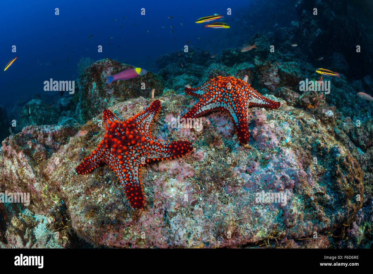 Cuscino Panamic Starfish, Pentaceraster cumingii, La Paz, Baja California Sur, Messico Foto Stock