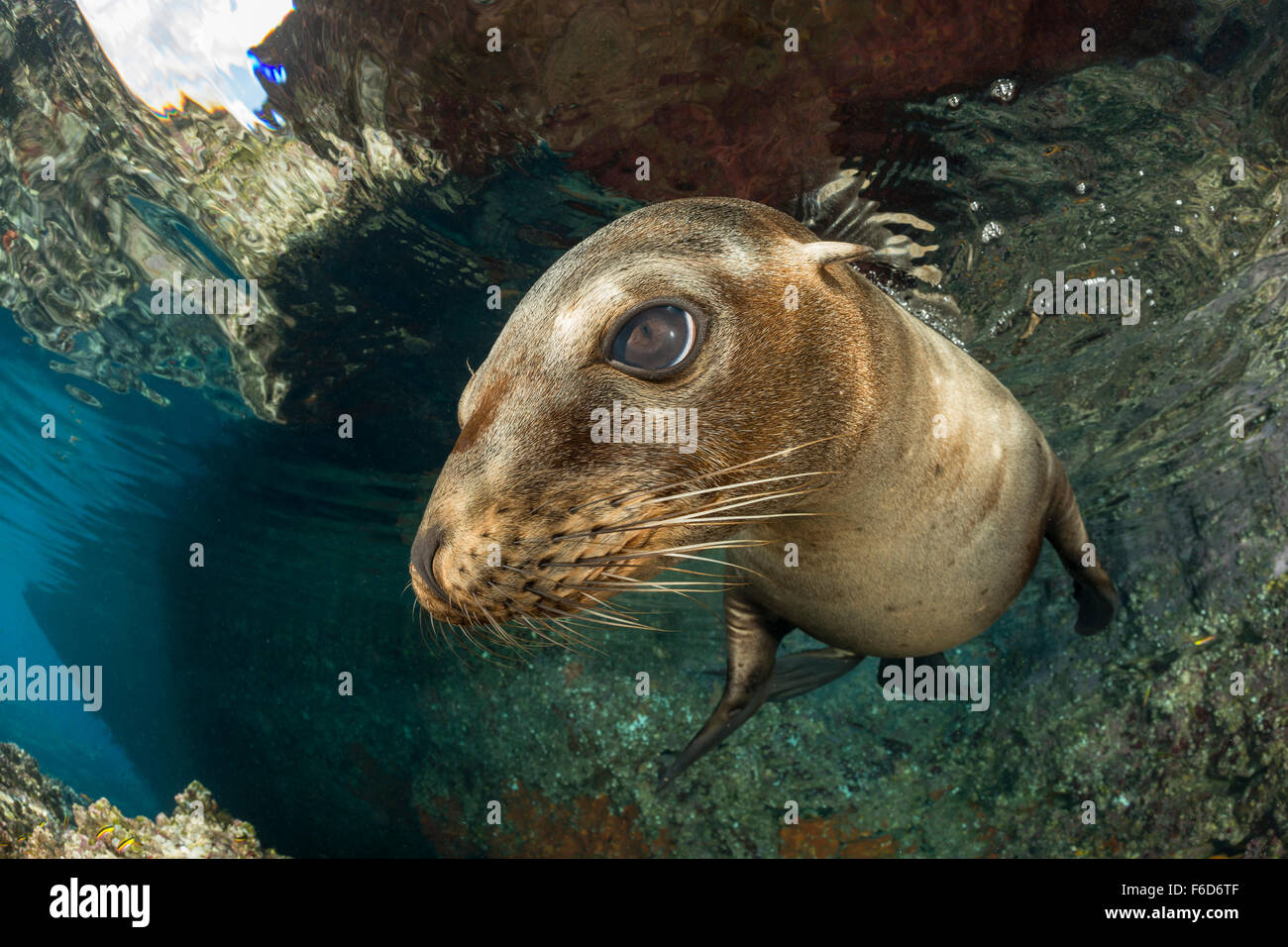 Il leone marino della California, Zalophus californianus, La Paz, Baja California Sur, Messico Foto Stock