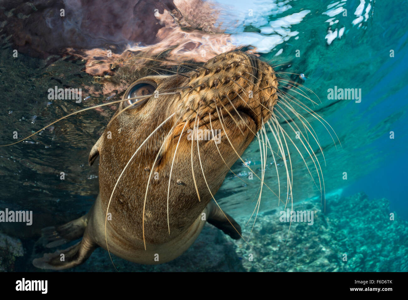 Il leone marino della California, Zalophus californianus, La Paz, Baja California Sur, Messico Foto Stock