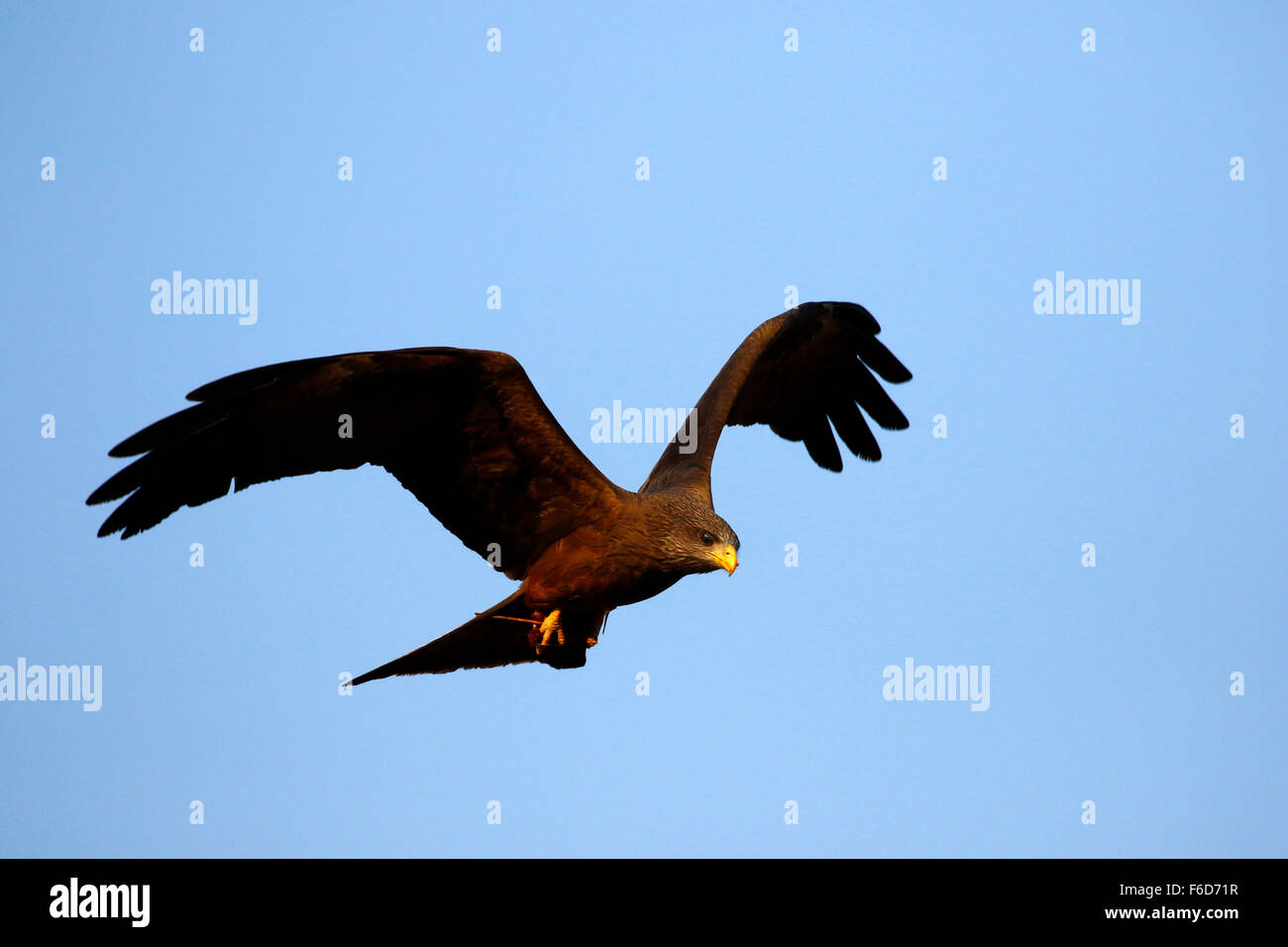 High flying giallo-fatturati kite in cerca di cibo di recupero, questa grande raptor è comune in Africa Foto Stock