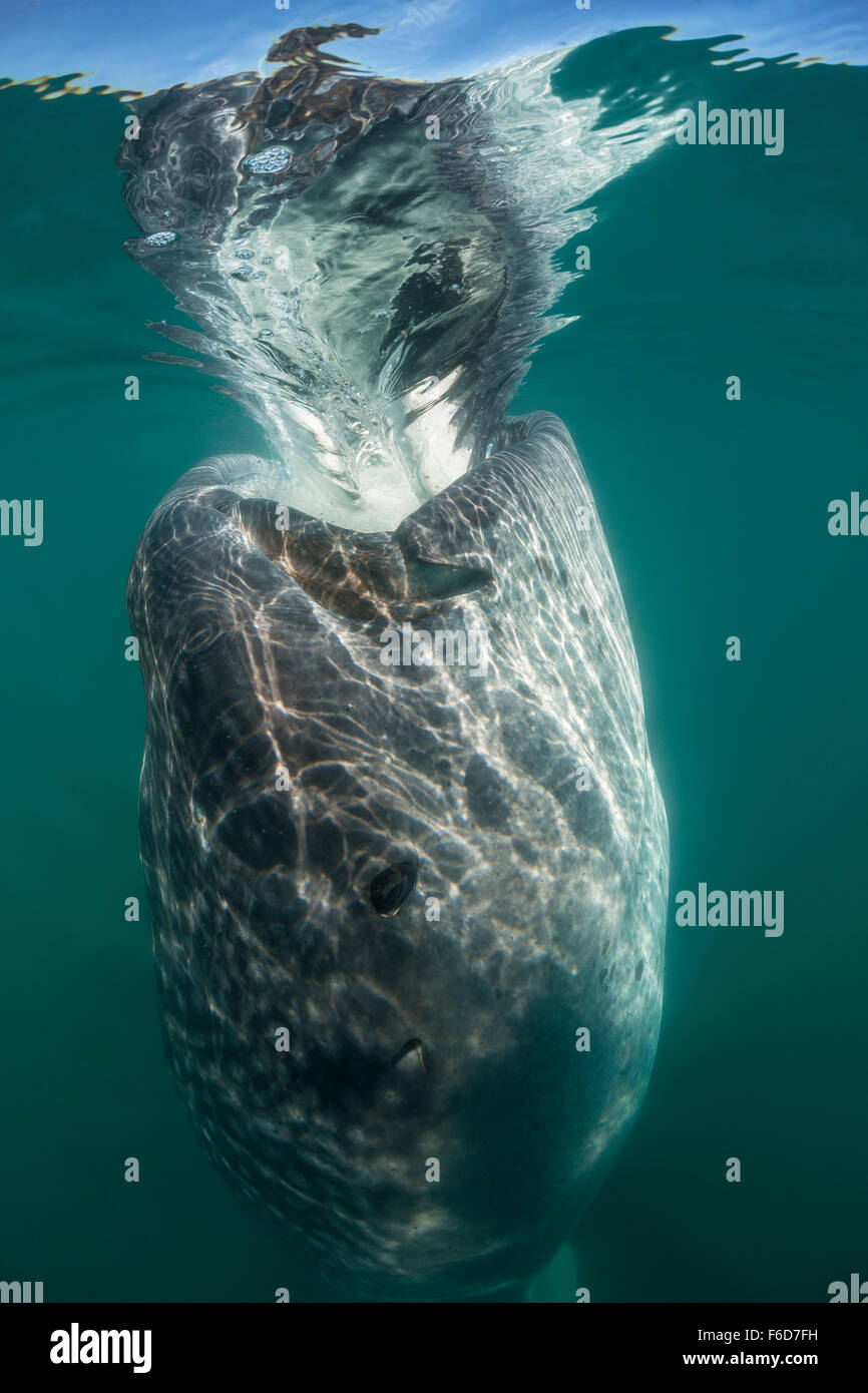 Squalo Balena, Rhincodon typus, La Paz, Baja California Sur, Messico Foto Stock