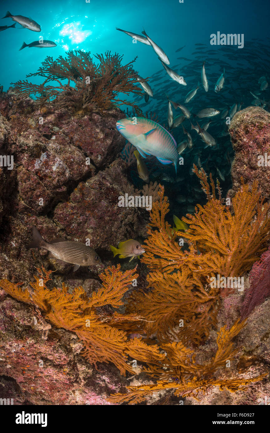 Pesci pappagallo Bluechin in Coral Reef, Scarus ghobban, La Paz, Baja California Sur, Messico Foto Stock