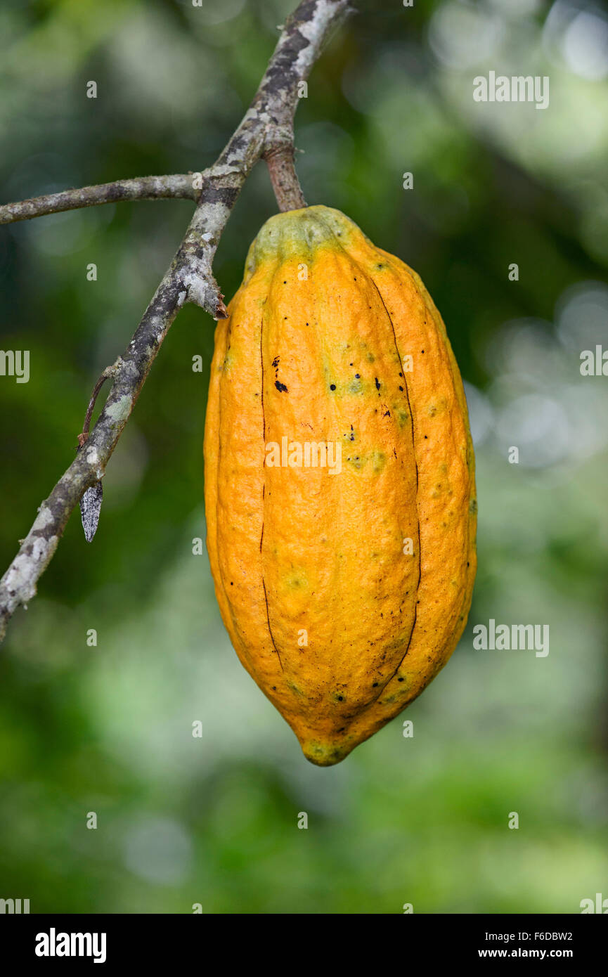 Mature pod di cacao (Theobroma cacao), Choco foresta pluviale, Ecuador Foto Stock