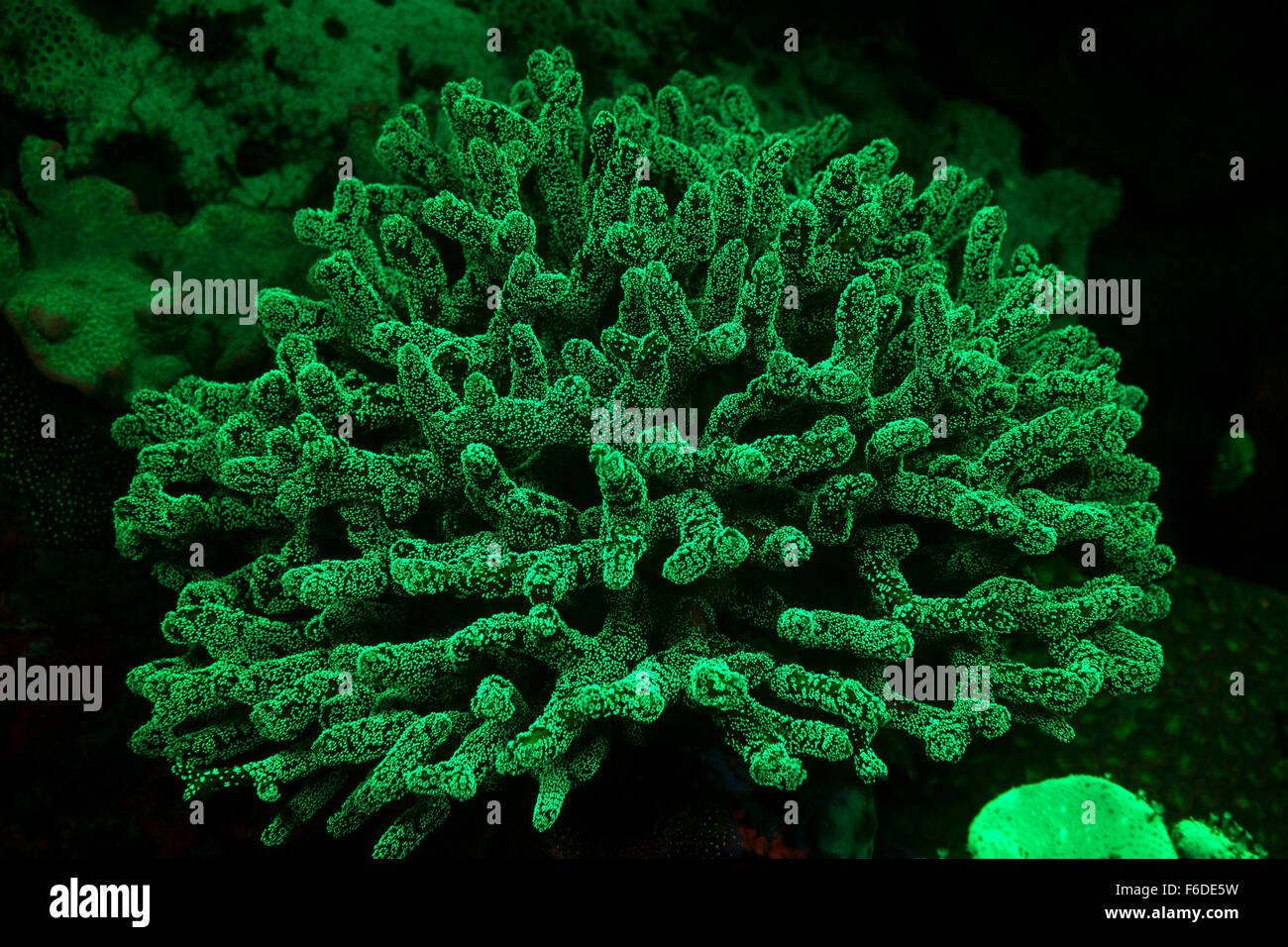 Coralli fluorescenti, Stylophora pistillata, Alor, Indonesia Foto Stock