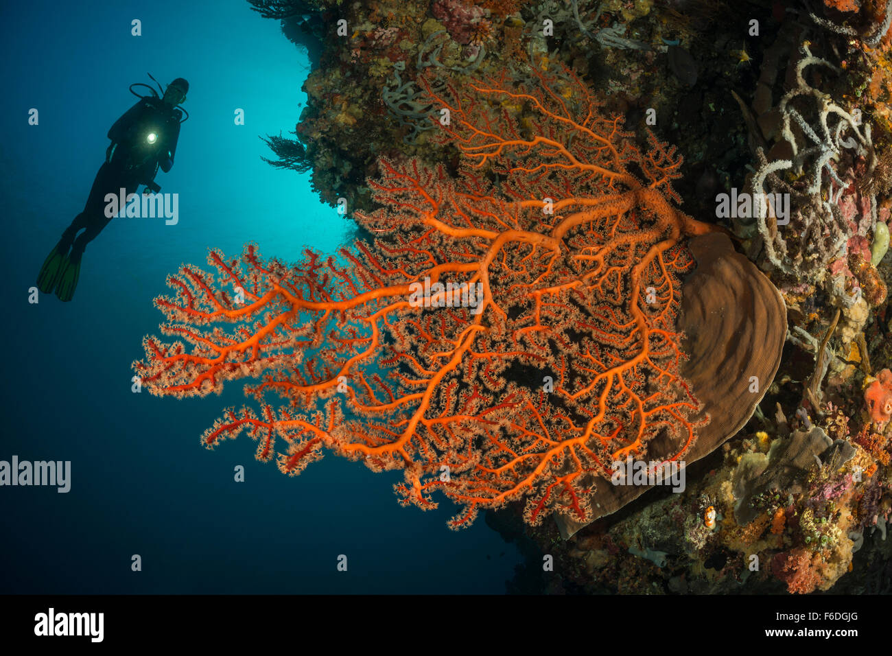 Scuba Diver e Mar Rosso ventola, Solenocaulon sp., Alor, Indonesia Foto Stock