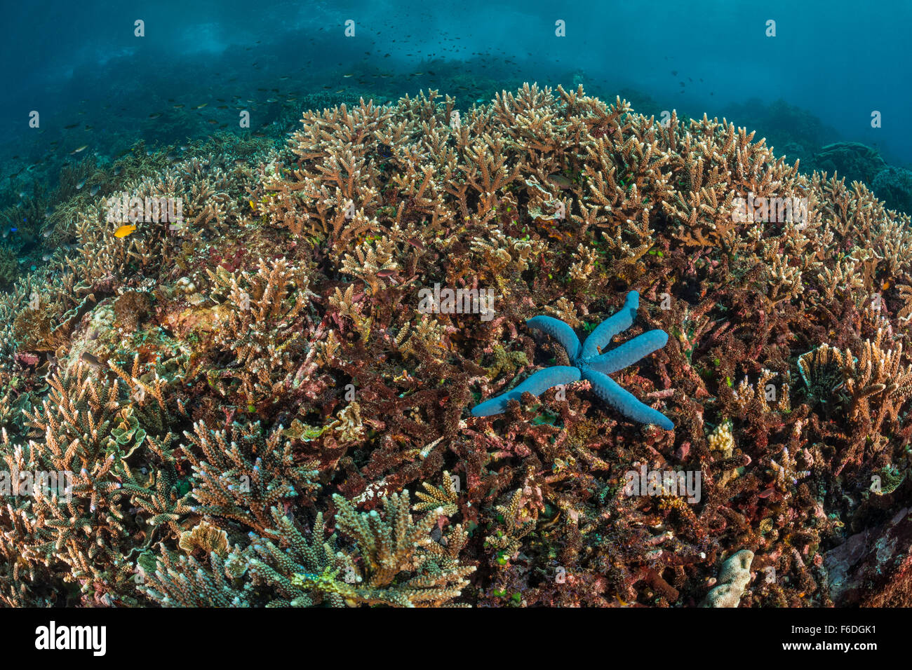 Corallo duro sulla cima della scogliera, Acropora sp., Alor, Indonesia Foto Stock