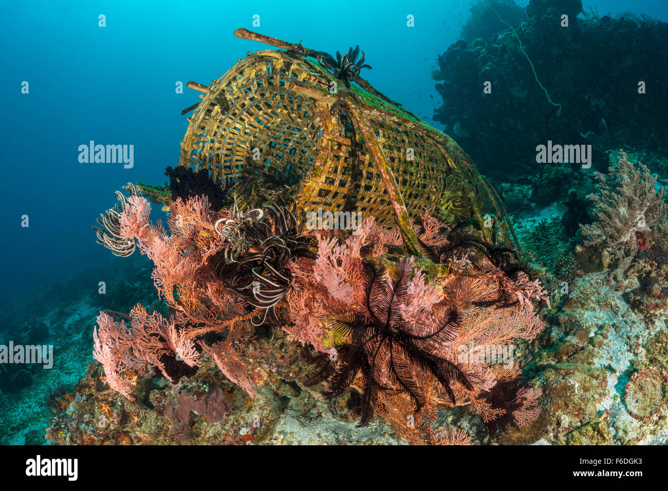 Trappola di pesce in Coral Reef, Alor, Indonesia Foto Stock