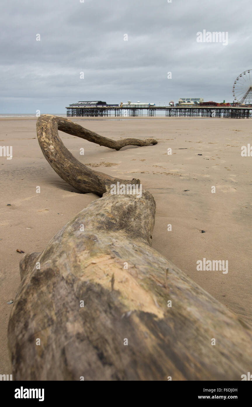 Blackpool Regno Unito, 17 novembre 2015, notizie meteo. Come un serpente dalle profondità del mare a hugh driftwood tree si trova di fronte al mare a Blackpool, lavato a terra dalle recenti intemperie. Ora le nuvole scure del telaio all'orizzonte come il britannico della seconda tempesta denominata 'Barney' è impostato per arrivare più tardi di oggi. Credito: Gary Telford/Alamy live news Foto Stock