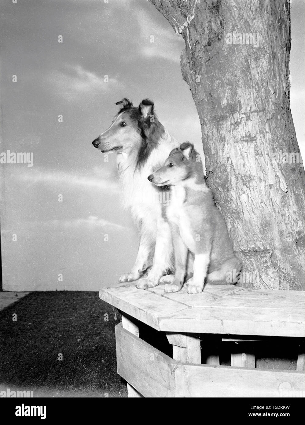 Data di rilascio: Aprile 20, 1945. Il titolo del filmato: Figlio di Lassie. STUDIO: Metro Goldwyn Mayer (MGM). Trama: . Nella foto: LASSIE come Lassie. Foto Stock