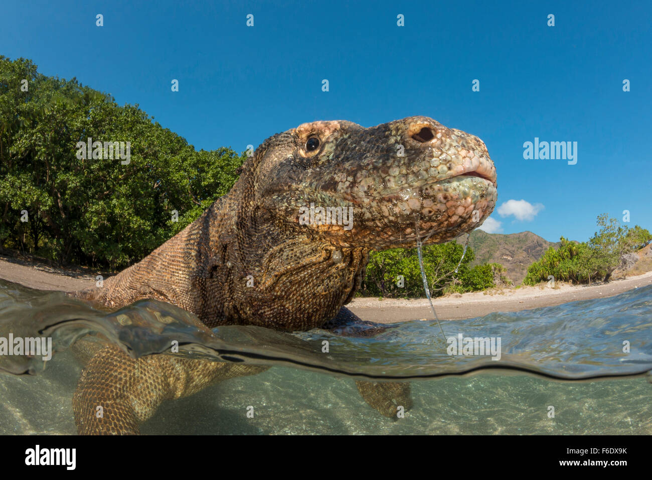 Drago di Komodo, Varanus komodoensis, Komodo, Indonesia Foto Stock