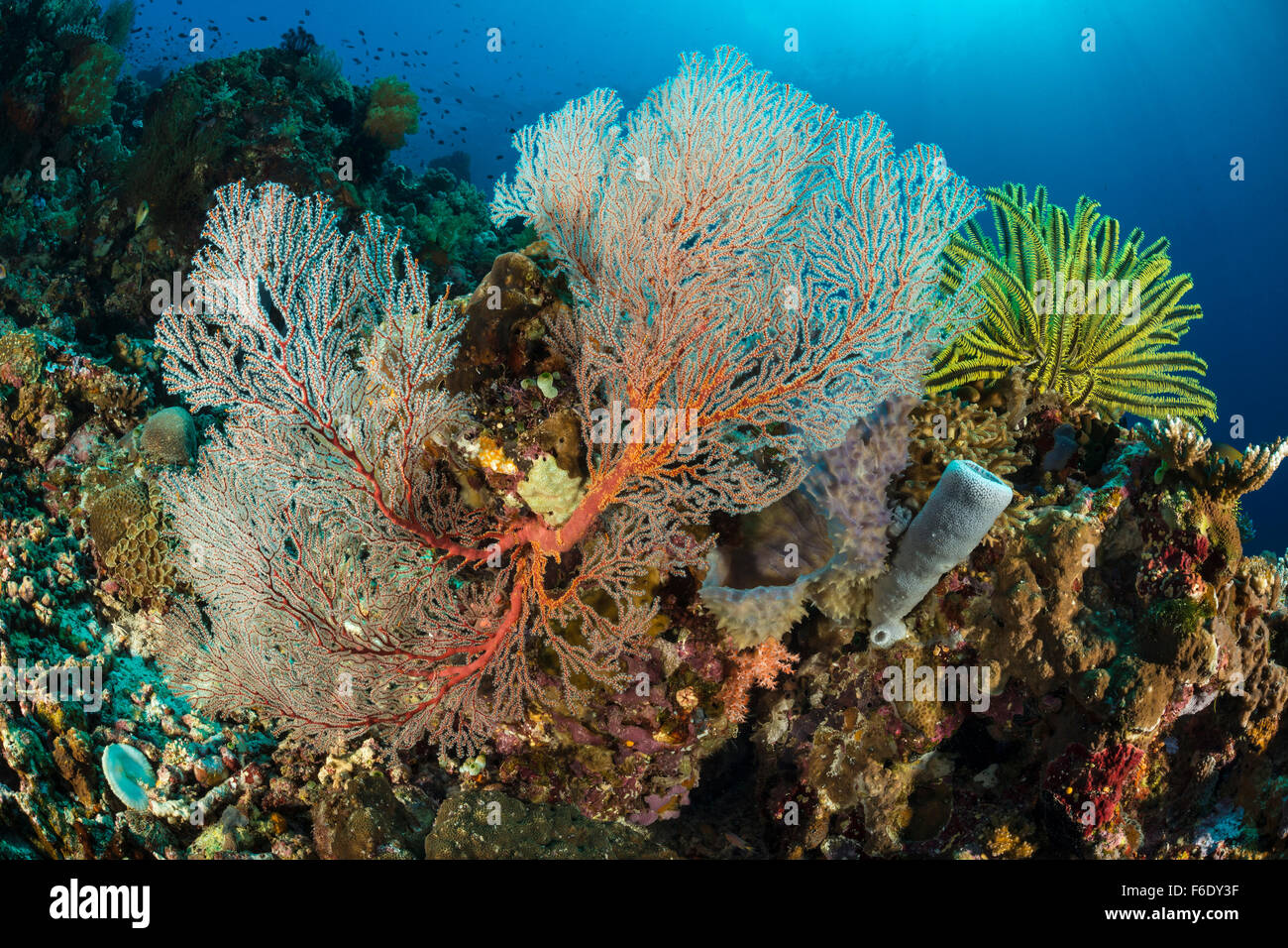 Colorata Barriera Corallina, Melithaea sp., Komodo, Indonesia Foto Stock