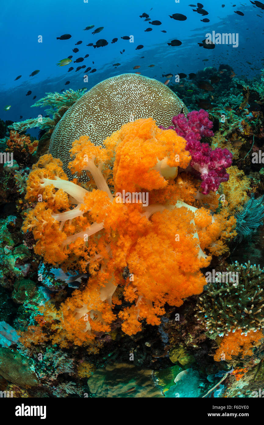 Colorata Barriera Corallina, Dendronepthya sp., Komodo, Indonesia Foto Stock