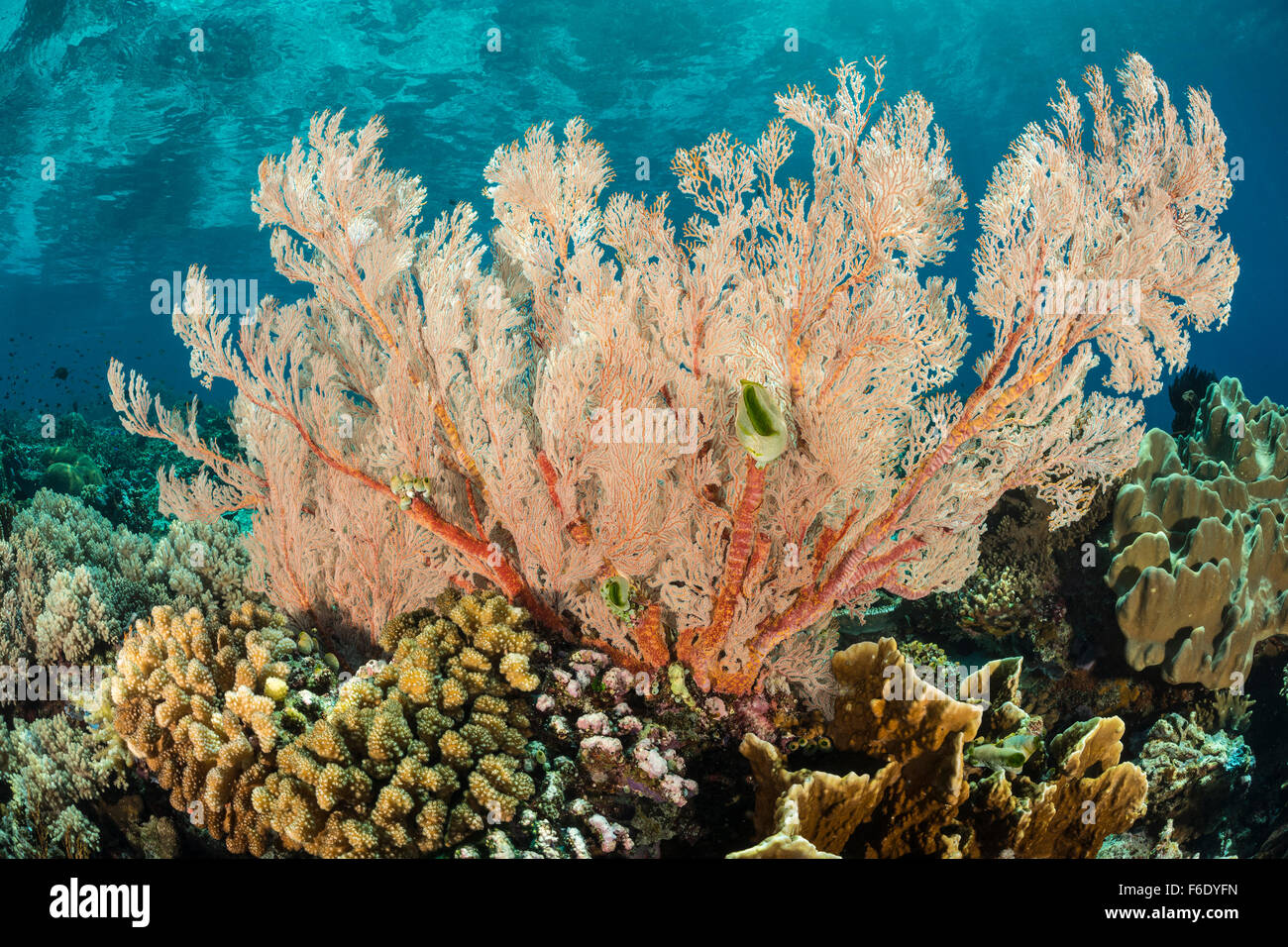 Colorata Barriera Corallina, Melithaea sp., Komodo, Indonesia Foto Stock