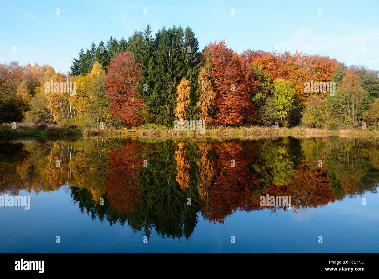 Alberi, colori autunnali e la riflessione in un lago, Snogeholm, Scania in Svezia Foto Stock