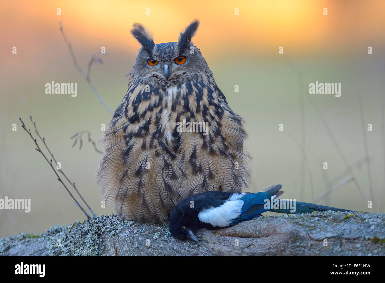 Gufo reale (Bubo bubo), femmina adulta con la preda, Eurasian gazza (Pica pica), Parco Nazionale Šumava, Sumava Foto Stock