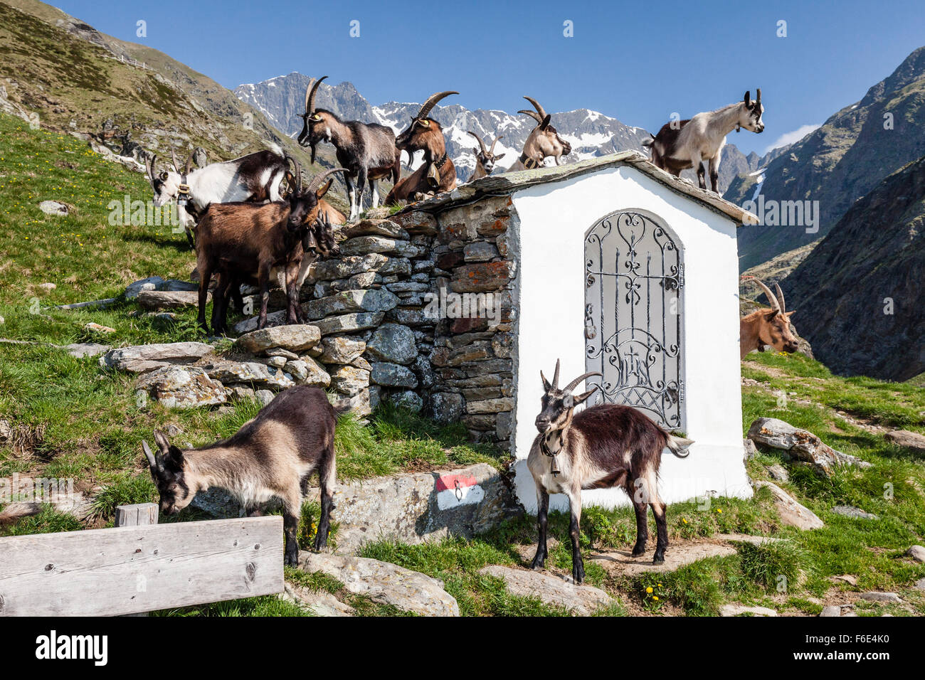 Capre da una piccola cappella, Zieltal sotto Sattelspitz Meraner Land, Alto Adige Provincia della regione Trentino Alto Adige, Alpi Foto Stock