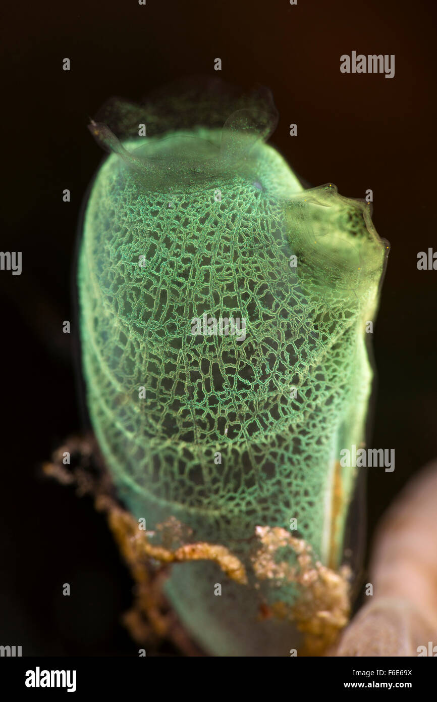 Verde mare Club Squirt, Rhopalaea morph, Komodo, Indonesia Foto Stock