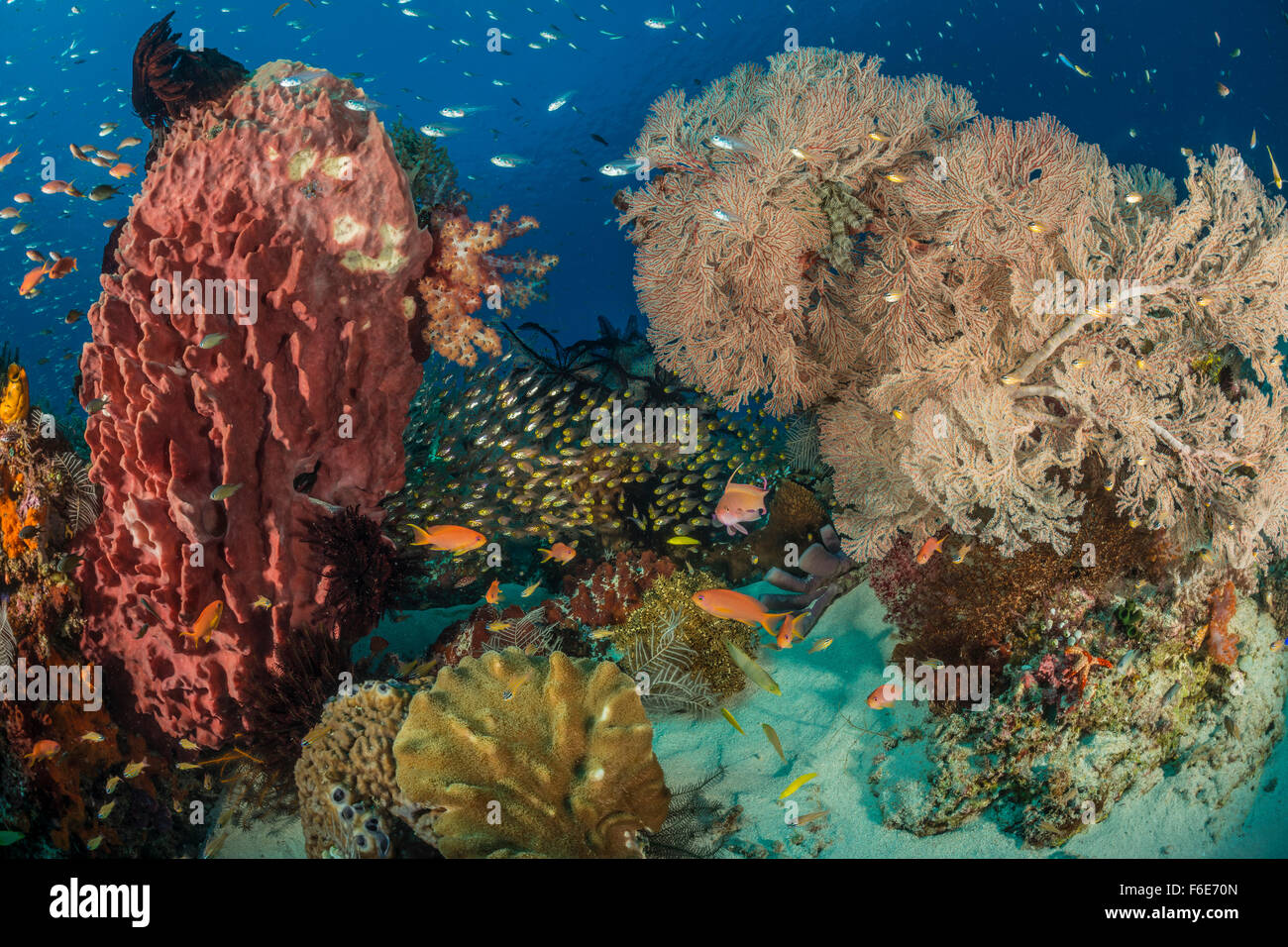 Coral Reef, Komodo, Indonesia Foto Stock
