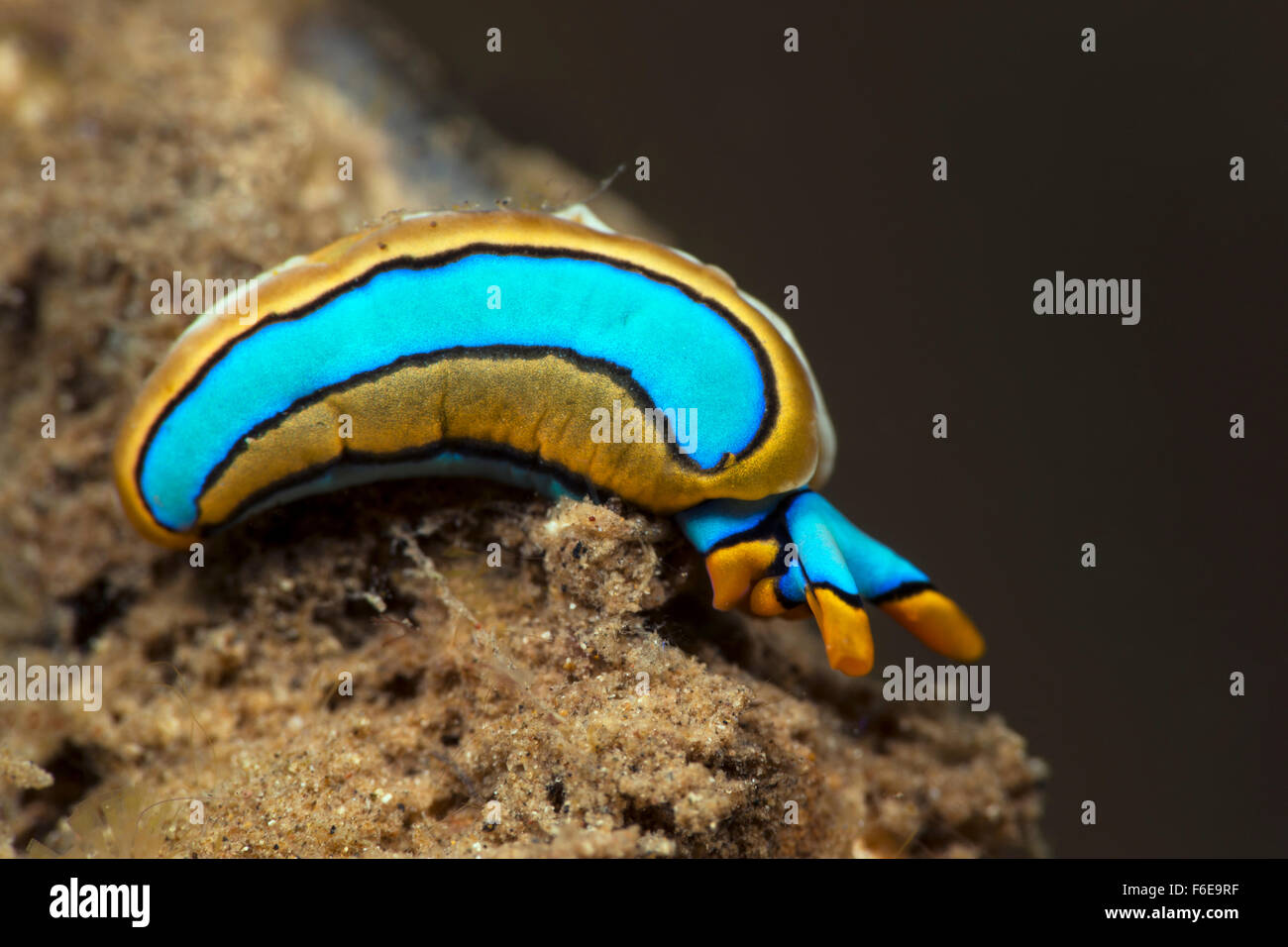 Arancio-refilato Sapsucking Slug, Thuridilla lineolata, Flores, Indonesia Foto Stock