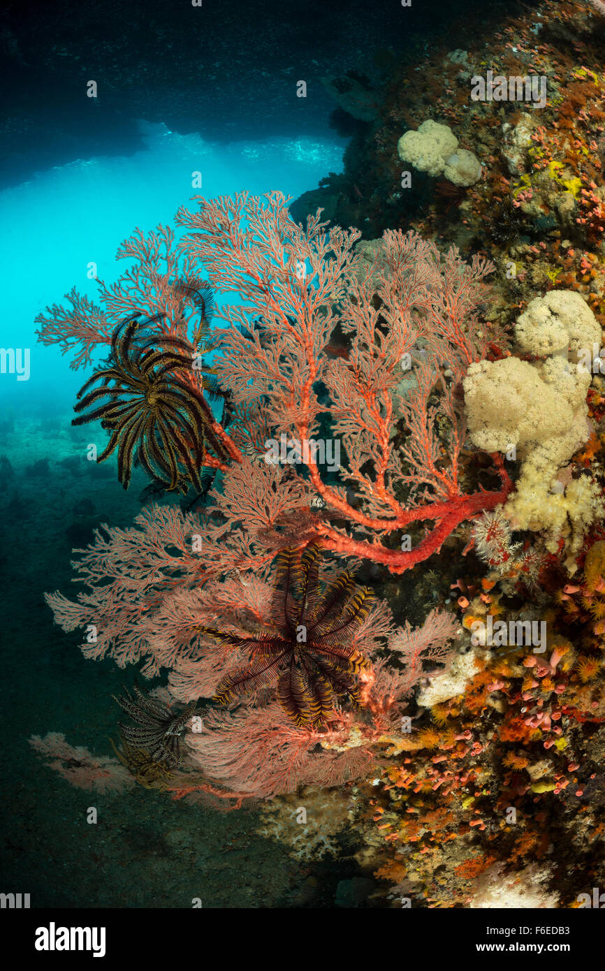Ventilatore di mare in Coral Reef, Melithaea sp., Misool Raja Ampat, Indonesia Foto Stock