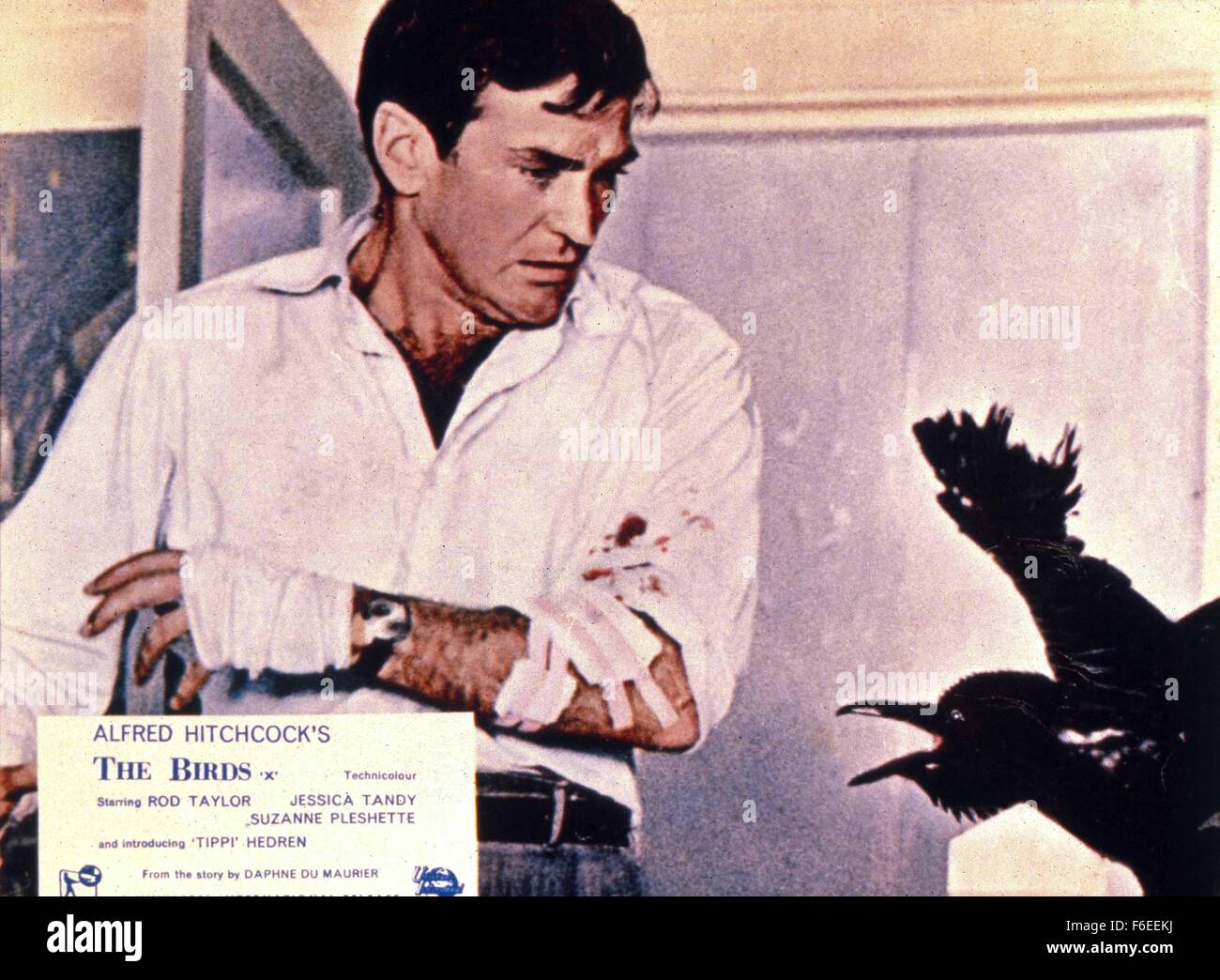 Il 1 gennaio, 1963 - ......gli uccelli, Rod Taylor..Film e televisione. . Foto Stock