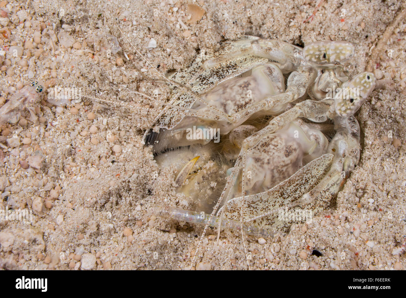 Infilzare Canocchia, Lysiosquillina maculata, Waigeo Raja Ampat, Indonesia Foto Stock