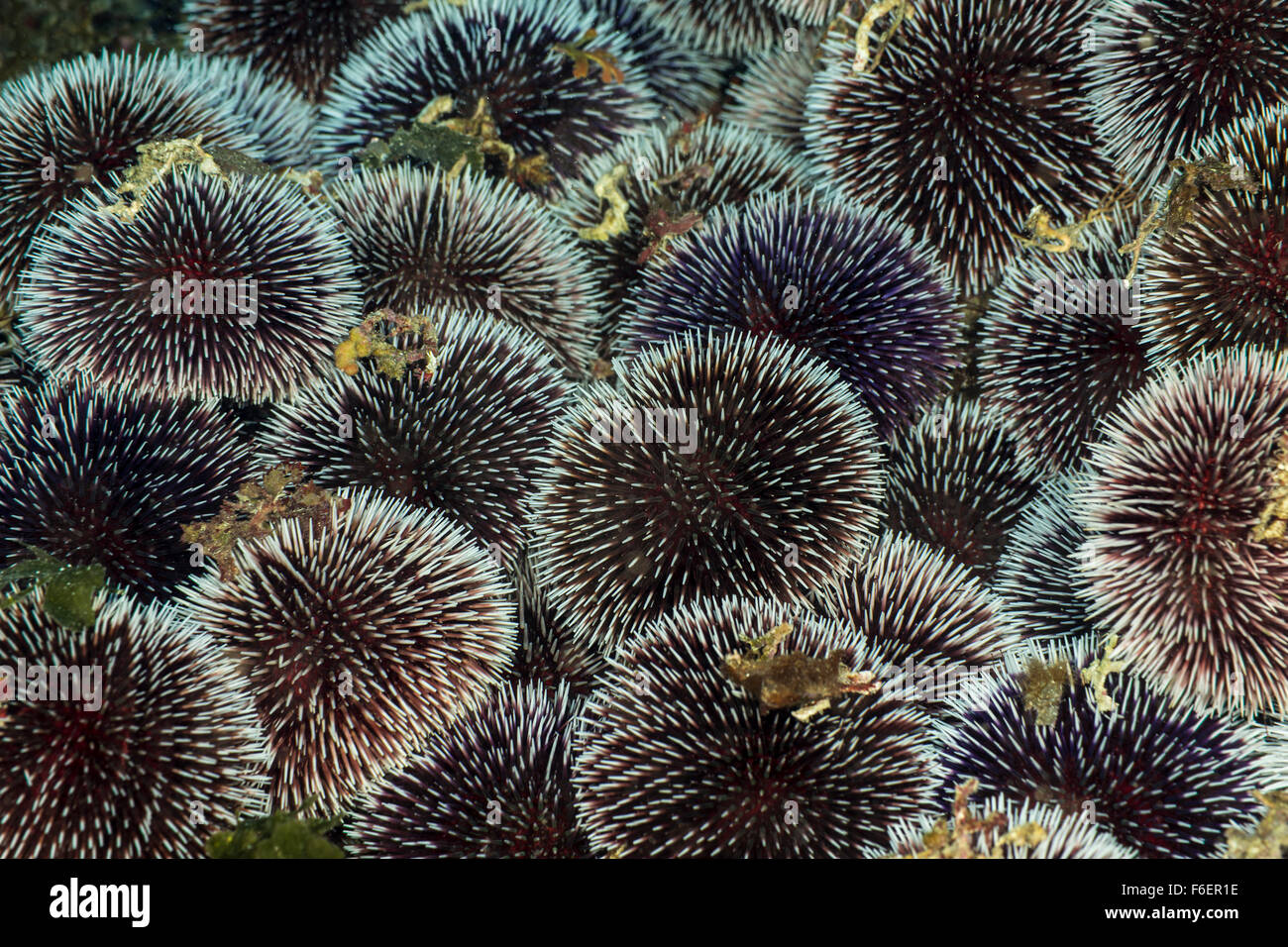 Viola ricci di mare, Sphaerechinus granularis korcula croazia Foto Stock