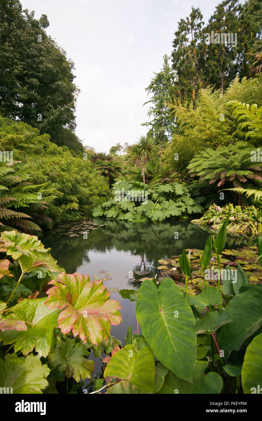 Alberi di felci e piante che circondano un laghetto nella giungla tropicale giardino alla Lost Gardens of Heligan Cornwall Inghilterra REGNO UNITO Foto Stock