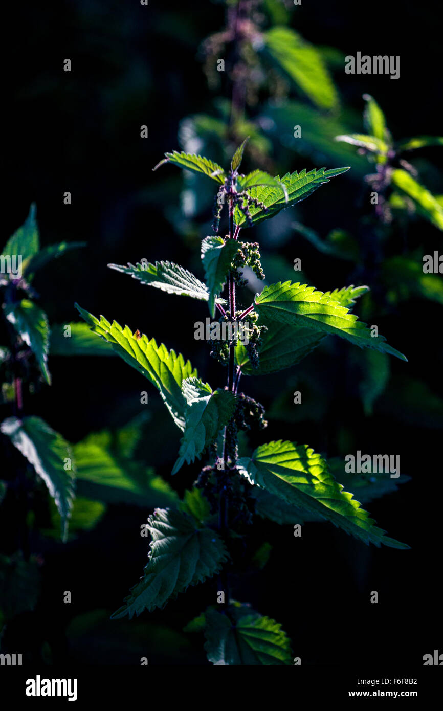 Wild ortica in Huntly Foto Stock