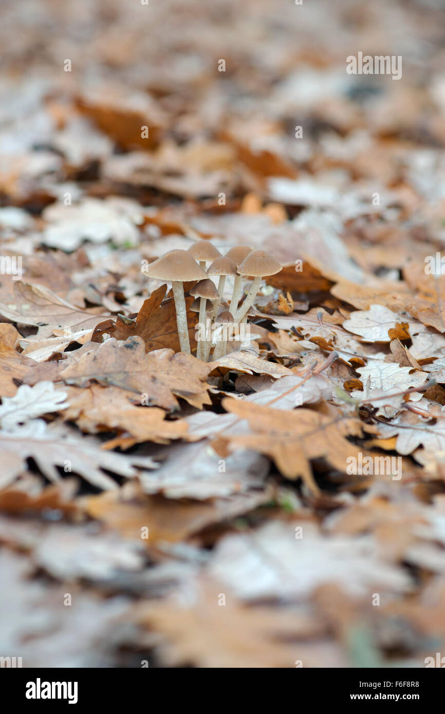 Mycena funghi affioranti attraverso quercia figliata di foglia in autunno Foto Stock