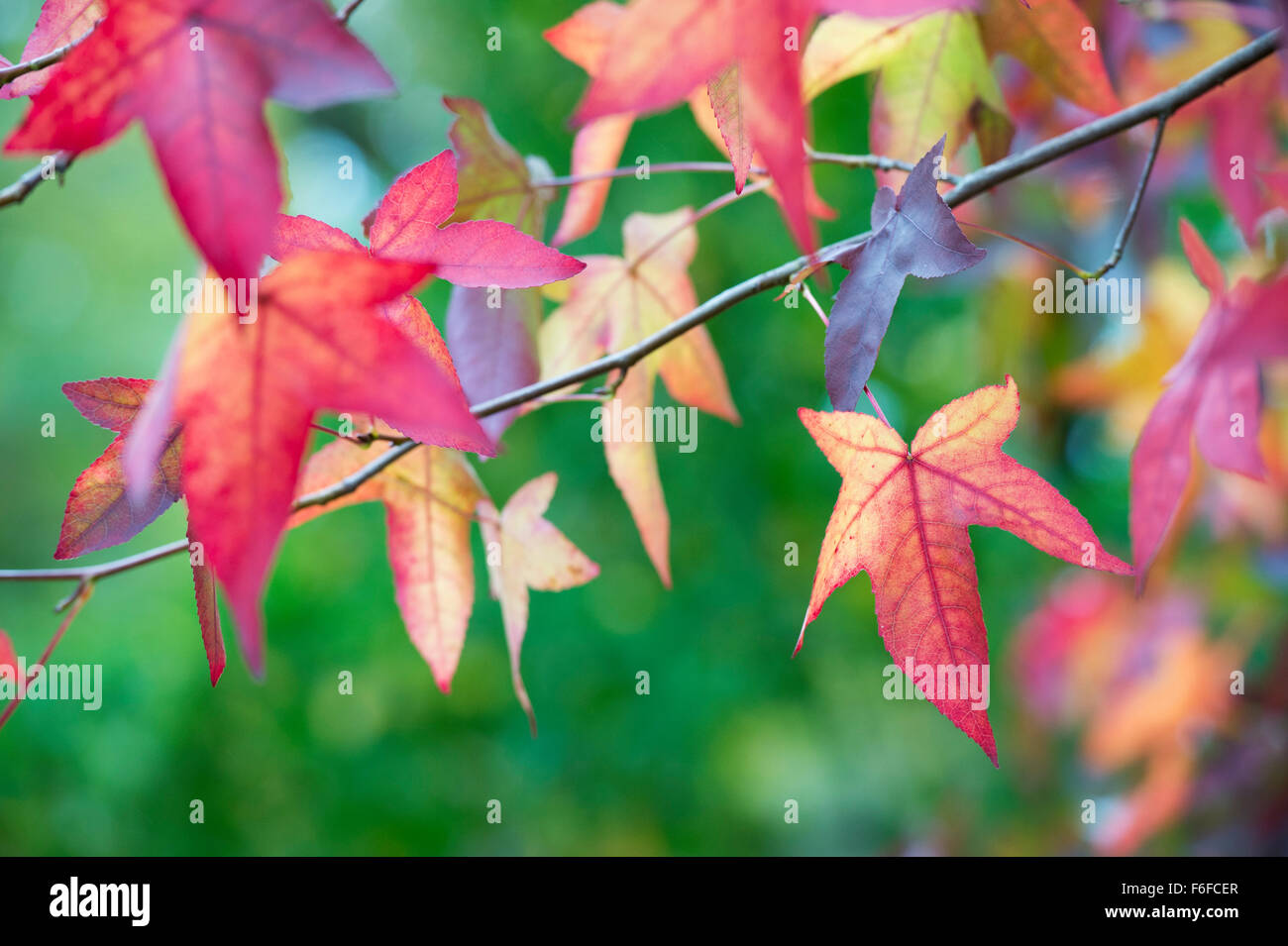 Liquidambar Styraciflua Penwood. Dolce Gum le foglie in autunno Foto Stock