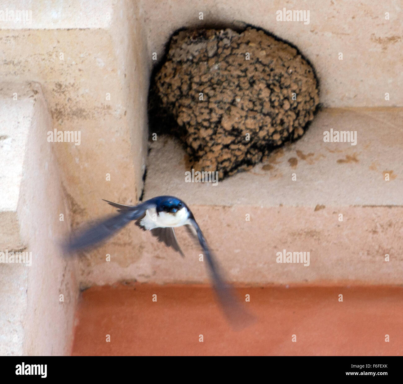 Giovani uccello vola da nest si allargano nella casa bianca in Alducia Foto Stock