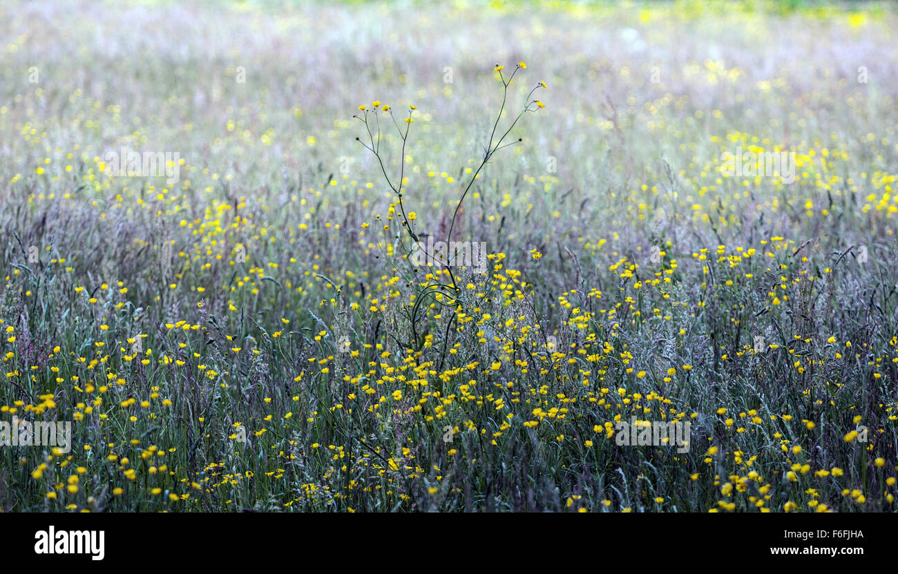 Wild giallo fiori sormontata a Ettlingen. Foto Stock