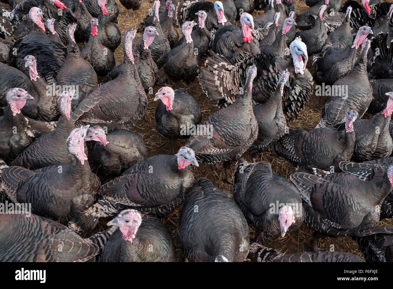 Bronzo intervallo libero tacchini su una farm di Norfolk Foto Stock