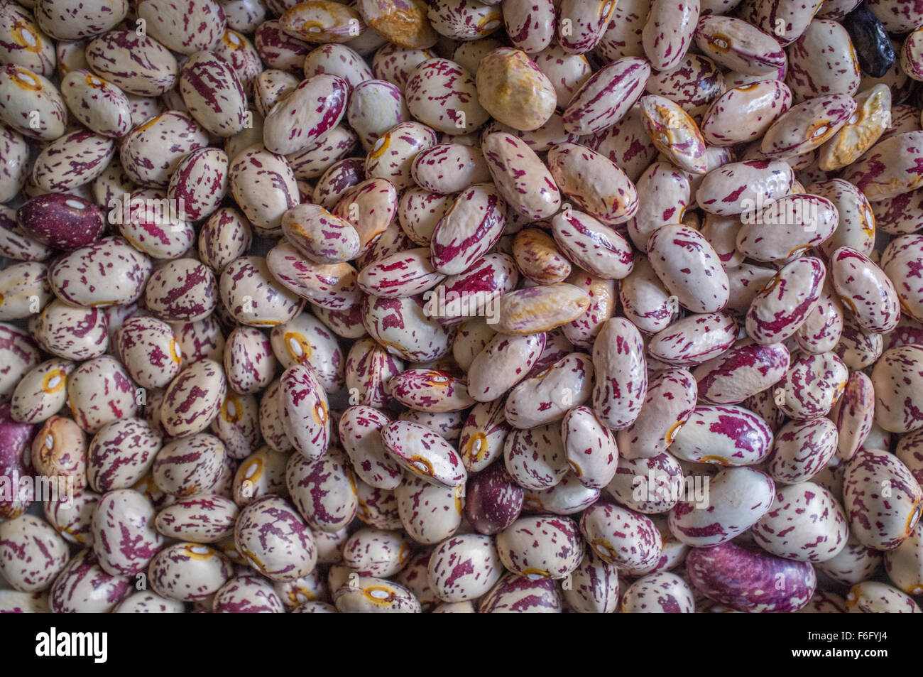 Appena raccolto fagioli borlotti essiccazione. Foto Stock