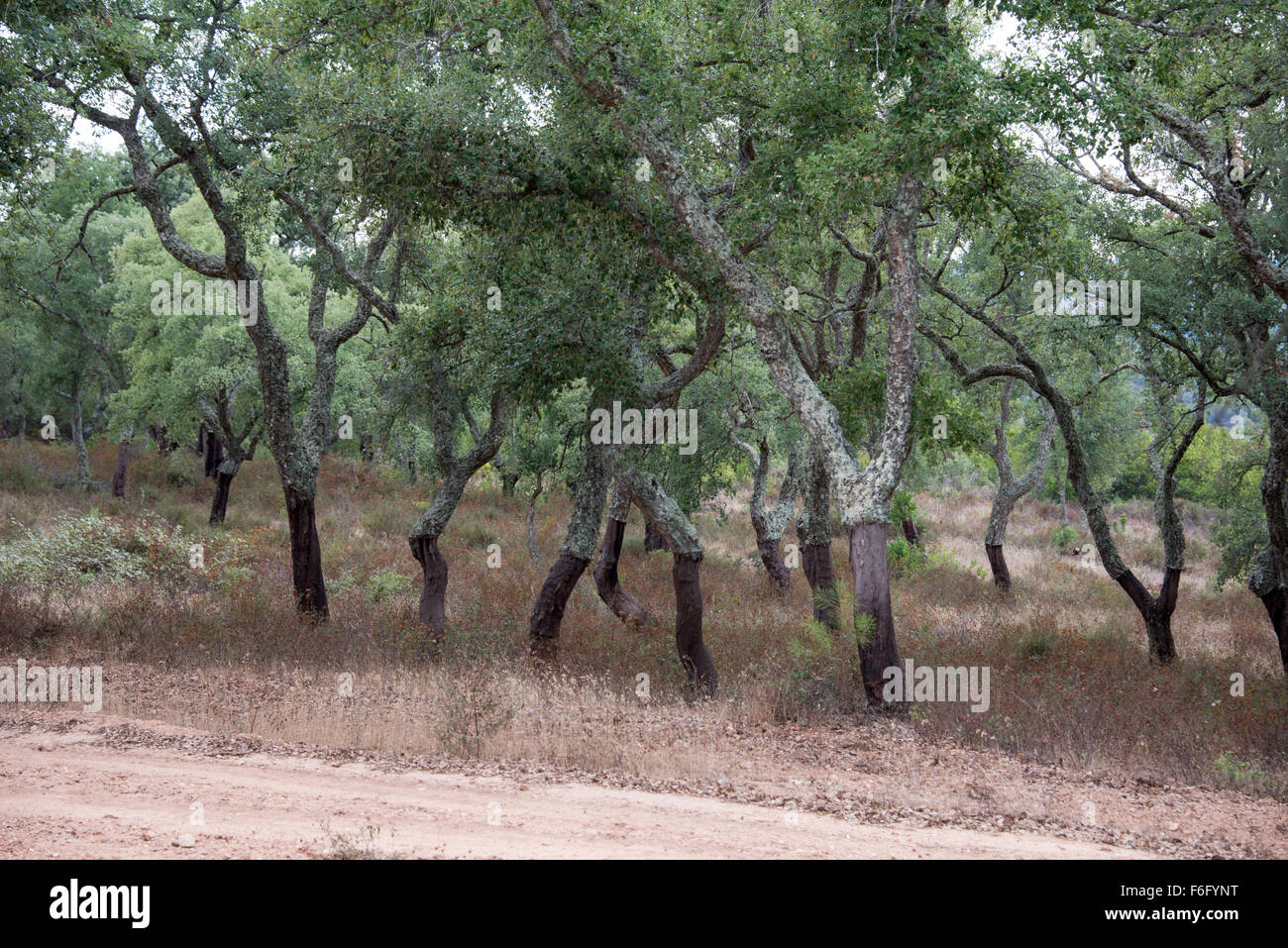 Foresta di alberi da sughero in Alentejo Portogallo Foto Stock