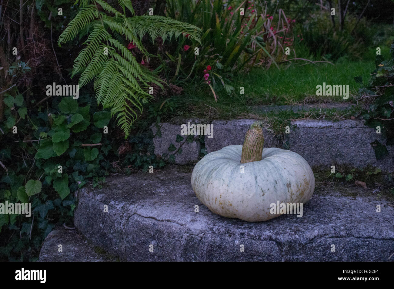 Una zucca/squash in un giardino di sera Foto Stock