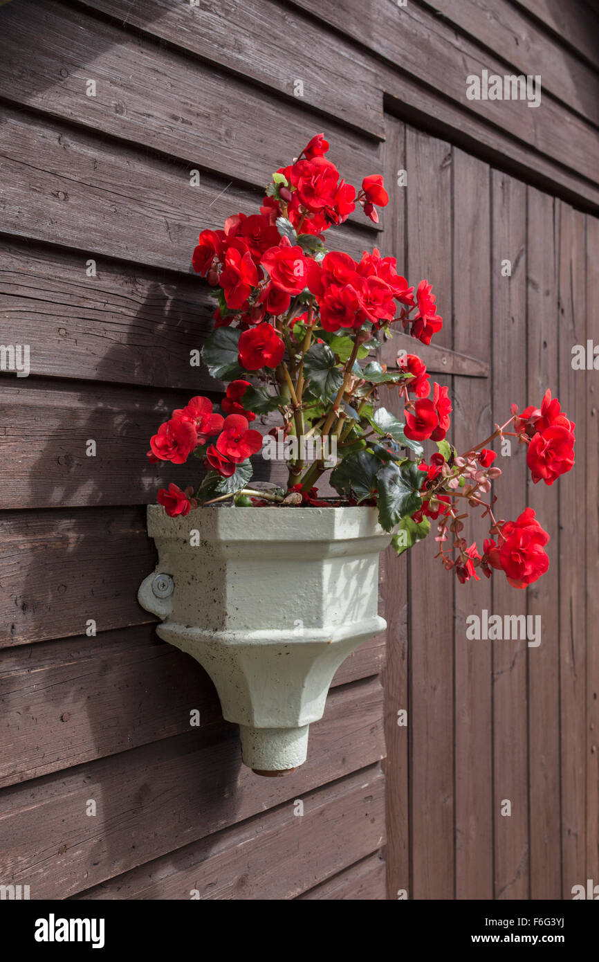 Rosso Geranio fiori su un di legno Tettoia da giardino. Foto Stock